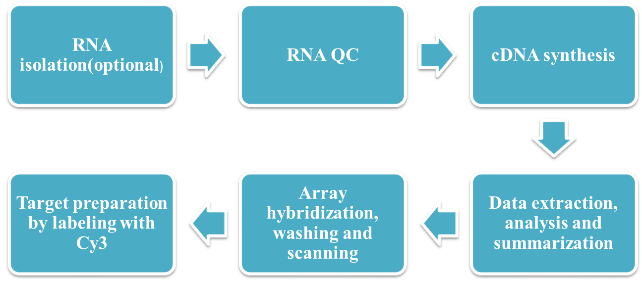 Workflow of LncRNA Microarray Service